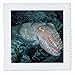 Produktbild 3dRose QS 72023 _ 1 Tintenfisch, Azincourt Reef, Great Barrier Reef, australia-au01 dwa3030-david Wall-Quilt Platz, 10 von 25,4 cm
