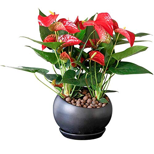 Anthurium Plant Seeds 80+ Organic Easy to Grow (Peace Lily) Flower Air Purification Houseplant Best for Indoor House Office (Red))