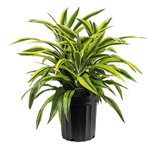 Amazon.com : Lemon Surprise Dracaena - Live Plant in an 8 Inch Pot -  Dracaena Deremensis 'Lemon Surprise' - Beautiful Easy Care Indoor  Houseplant : Patio, Lawn & Garden