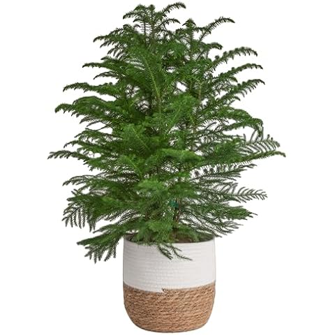 Costa Farms Live Christmas Tree, Large Norfolk Island Pine in Premium Indoor Décor Plant Pot, Houseplant Christmas Decoration, Christmas Gift or Room Decor, 3 Feet Tall Cover