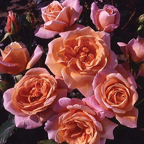 Climbing Rose Schoolgirl, Garden Plants & Flowers