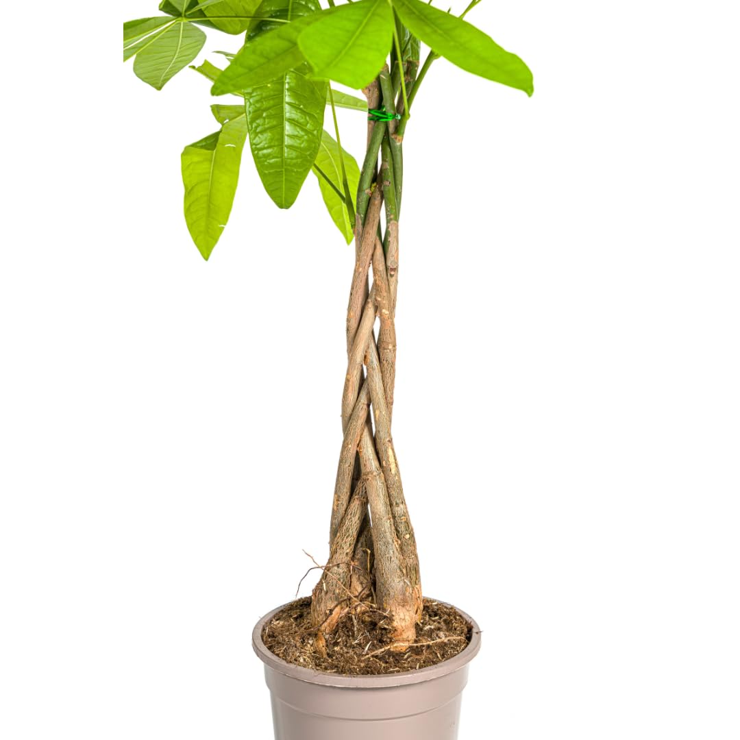Pachira Aquatica, Roślina doniczkowa, Dekoracja, Zielona, H70-90cm Doniczka Ø19cm