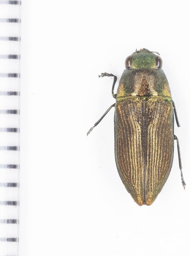 未展脚・昆虫標本No.01 ロンボク島の微小タマムシ標本定形外発送合計3000以上で!!From Finch