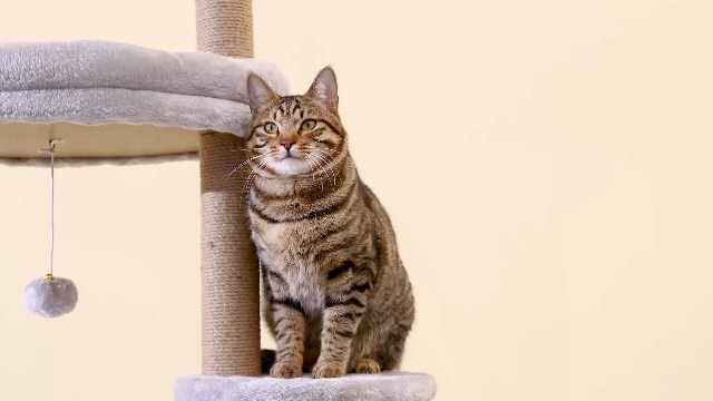 Amazon.com : Furcato Cat Tree, Floor to Ceiling Cat Tower