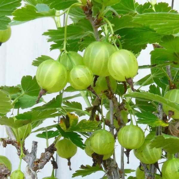 スグリ　苗 51mkDeMb2kL._AC_UF350,