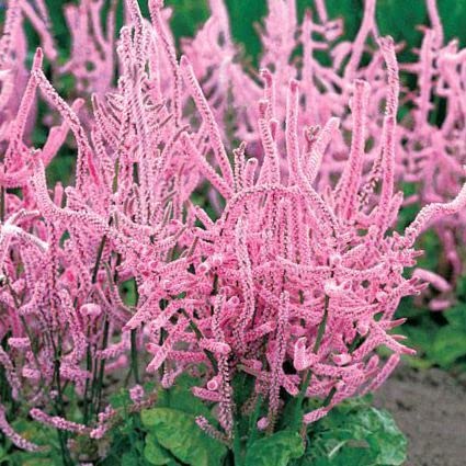 Statice Suworowii 30 Seeds,Russian Statice - long panicles of carmine-rose