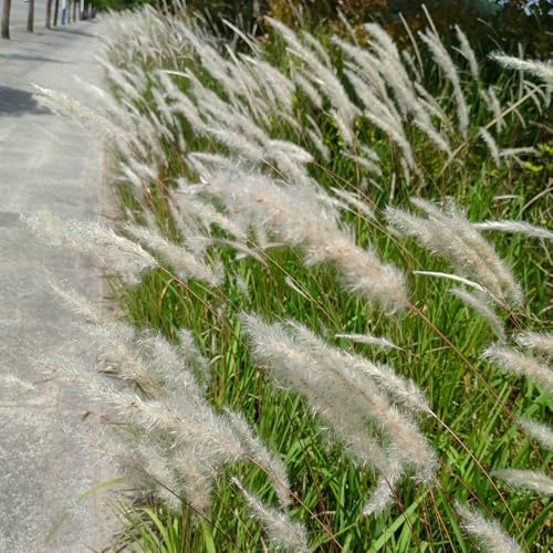 Semi di sanguinante giapponese, sempreverde resistente Imperata cylindrica, rare vecchie varietà semi di ornamentale per aiuole rialzate 500pcs