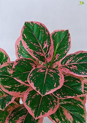 Image of Blooming Floret Artificial Aglaonema Creta Plant 74.9 cm Tall | with Basic Black Pot | 24 Leaves | Big Ornamental Plant for Interior Decor /Home Decor /Office Decor /Gifting | Indoor Plant | Durable