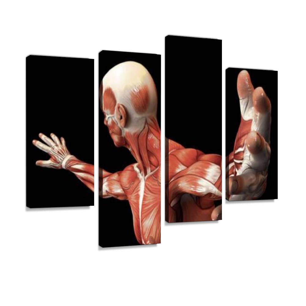 HIPOLOTUS 4 paneles de lienzo cuadros de anatomía humana masculina músculos 3D arte de la pared impresiones pinturas estirada y enmarcado cartel decoración del hogar sala de estar listo para colgar