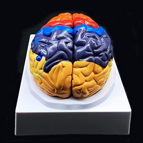 Human Brain Model,Color-Coded Partitioned Brain,2 Parts, Anatomically Accurate Brain Model Life Size Human Brain Anatomy for Science Classroom Study Display Teaching Medical Model