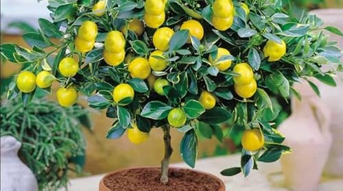 Lemon Tree Seeds, 50 Seeds,Grow A Delicious Fruit #TOP4