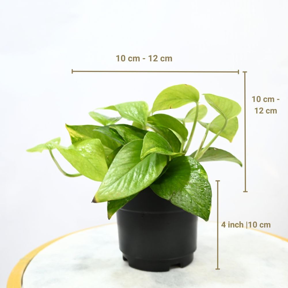 Nayra Money Plant - Green Indoor Plant with Pot -3 Nayra Money Plant - Green Indoor Plant with Pot -3