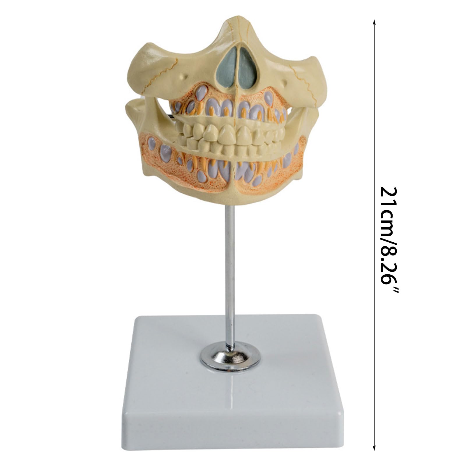 Anatomia permanente umana del dente del modello dei denti per la scienza medica Dentista Odontoiatria Igiene Istruzione