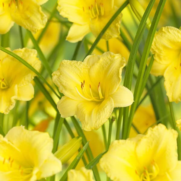 12 unità Hemerocallis 'Happy Returns' - Giglio Diurno Vaso 9x9cm ±1 m² - Pianta con Fiori Gialli e Rientro di Fiori Abbondante