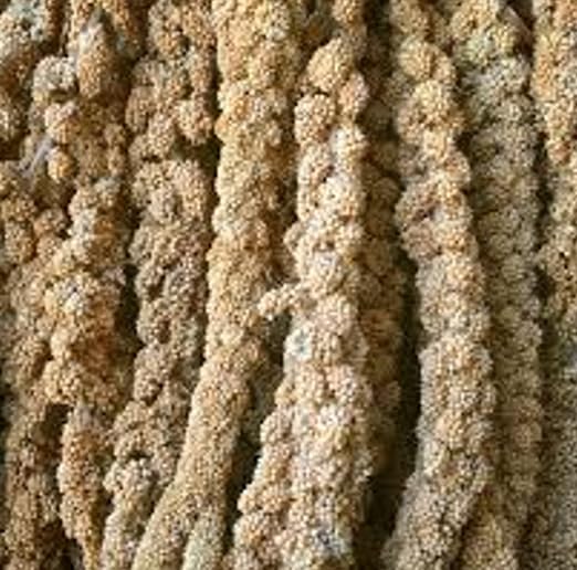 Spighe di panico alimento per volatili in confezione da 15kg
