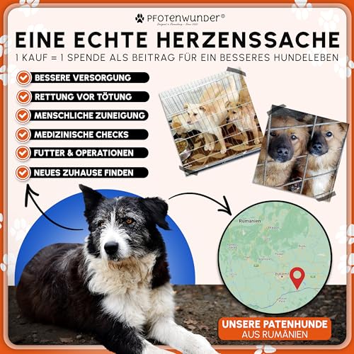 PFOTENWUNDER® Fahrradleine Hund, Hunde-Fahrradleine + 1 elastische Hundeleine & 1 Trainingsbuch, extra Dicke 6mm-Leine | Abstandhalter Fahrradhalter aus hochwertige Karbonfasern mit Stoßdämpfern