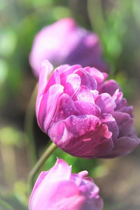 RADHA KRISHNA AGRICULTURE® Tulip Lily Flower Bulbs dark pink Variety