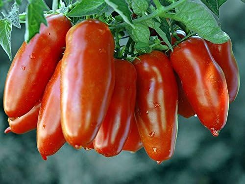 Más de 30 semillas de tomate italianas en pasta San Marzano, sin OMG, indeterminadas, polinizadas abiertas, productivas, deliciosas, de Estados