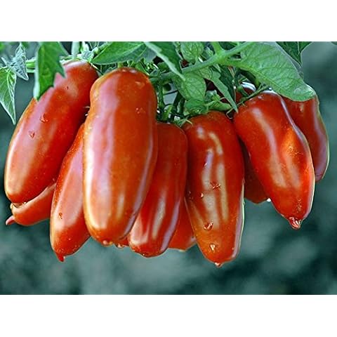 30 Italian San Marzano Paste Tomato Seeds, Heirloom Non-GMO, Indeterminate, Open-Pollinated, Productive, Delicious, from USA Cover