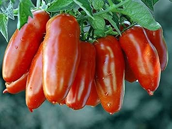 30 Italian San Marzano Paste Tomato Seeds Heirloom Non-GMO from USA | Indeterminate, Open-Pollinated, Productive, Delicious, Solanum lycoperscium
