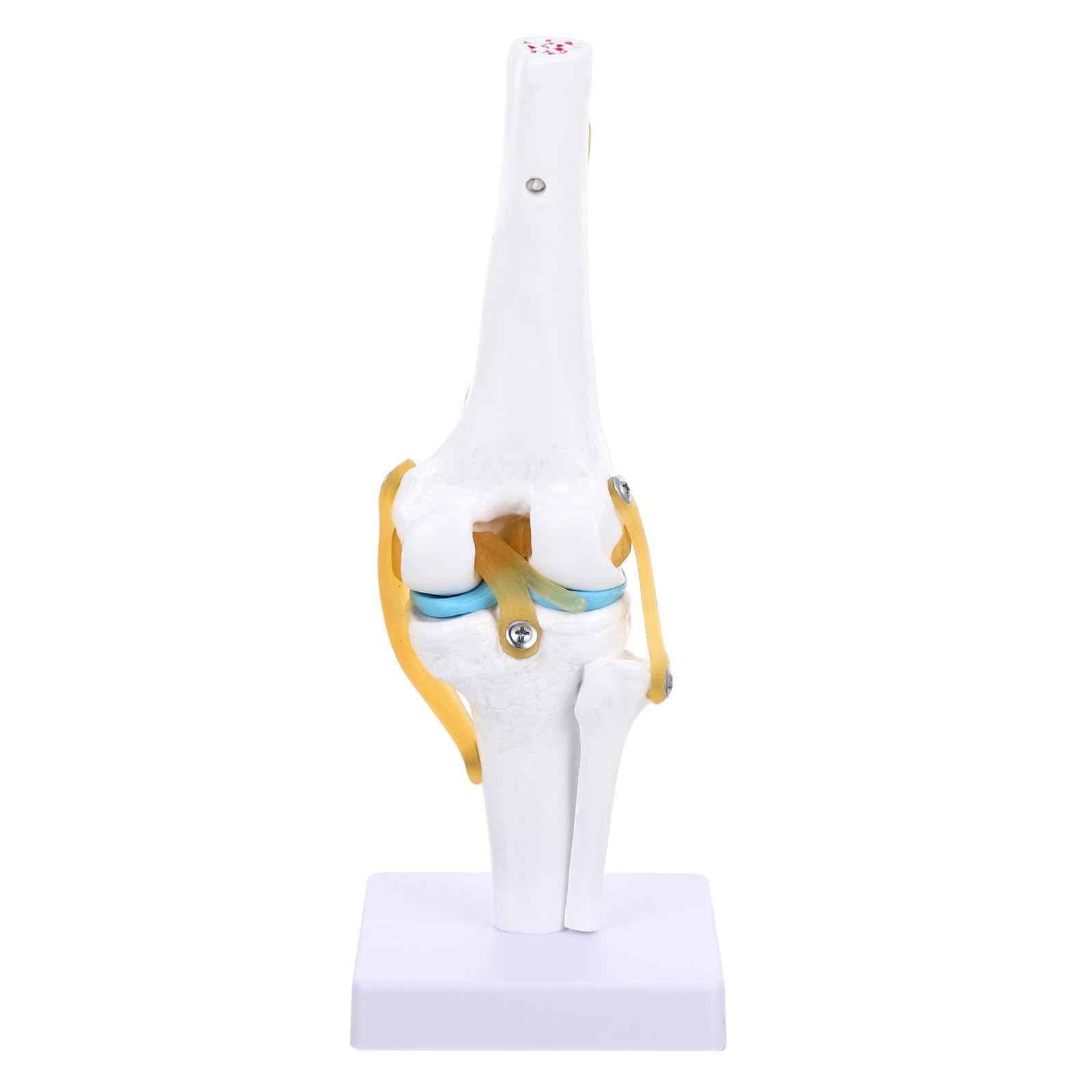 KICHOUSE Modello 1:1 Anatomico Articolazione del Ginocchio Umano in Pvc Leggero Funzione Dimostrativa di Estensione per Studenti per Forniture da Laboratorio e Presentazioni Didattiche