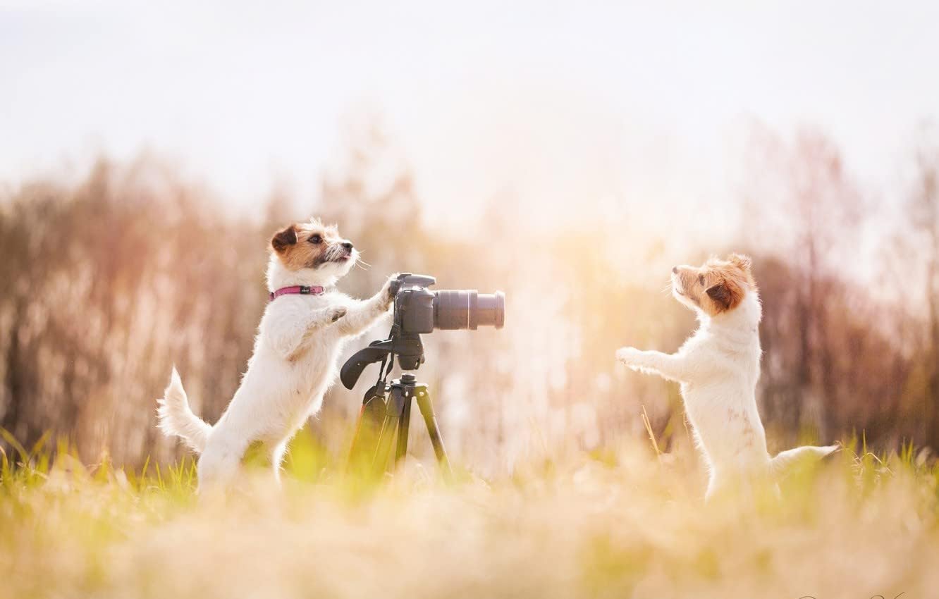 dog photography idea with camera