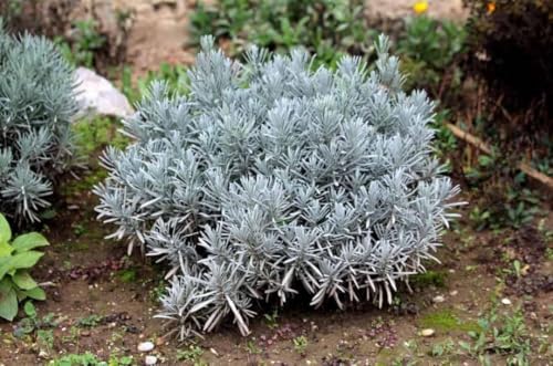 Image of Rare & Beautiful Lavender Live Plant for Home Gardening | Healthy Aromatic Flowering Plant for Indoor Outdoor Balcony & Rooftop (Pack of 1)