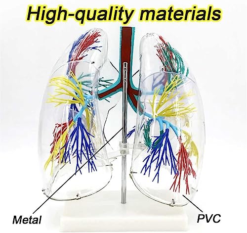 Modelo de pulmón transparente con árbol bronquial en 3D para una explicación didáctica interactiva 7