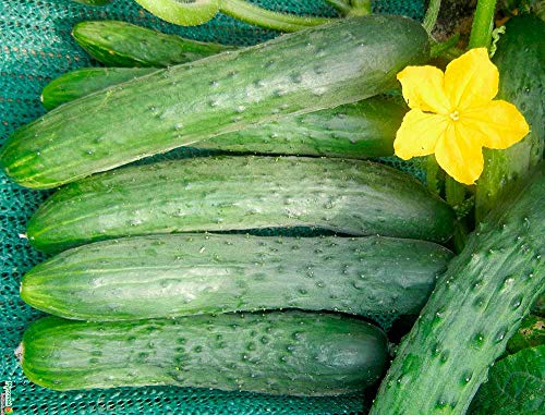 Nika Seeds - Vegetable Indoor Cucumber Zozula Self-Pollinating 45 Days All Seasons Vine Plant For Pickling - 10 Seeds #TOP6