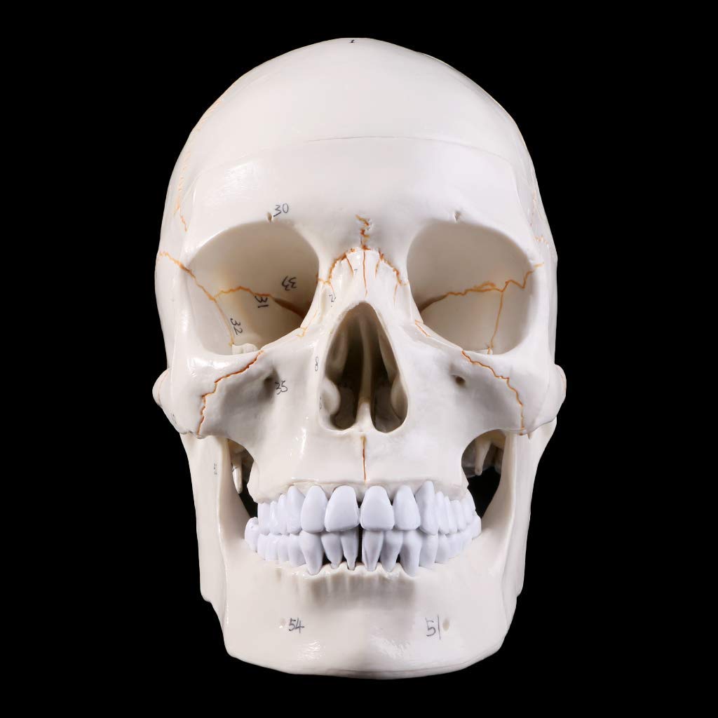 Naturalnej wielkości Model ludzkiej czaszki anatomia anatomiczna nauczanie medyczne głowa szkieletu studiowanie materiałów dydaktycznych