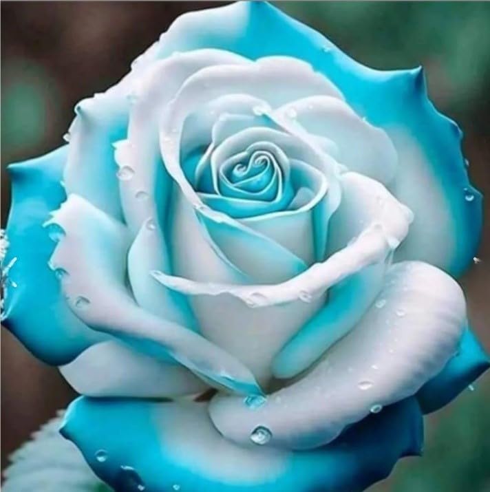 Eleganza Bulbi di Rosa - Perenne, Colori vivaci, Bassa Manutenzione, Decorazione d'Interni-5 Bulbi-G
