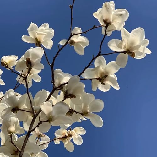 20 piezas semillas resistentes del árbol de magnolia, Las plantas de jardín son plantas perennes resistentes, los arbustos son resistentes., plantas de magnolia (Magnolia denudata)