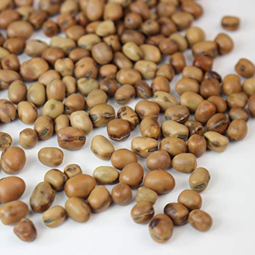 Mountain Valley Seed Co Organic Sprouting Fava Bean Seeds 30 g Non-GMO