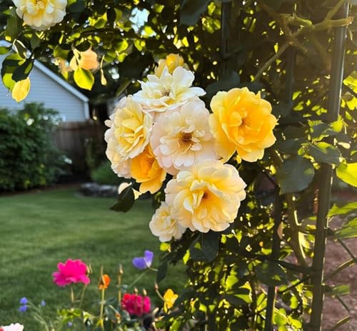 EARTH HOPPER® Climbing Rose Flower Seeds | Rose Seeds for Home Gardening| Easy to Grow for Balcony, Terrace & Garden Trellis hand-selected seeds with 85–90% germination. (15 SEEDS) - Image 2 thumbnail