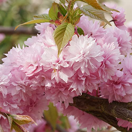 Qauzuy Garden 50Pcs Bonsai Tree Japanese Sakura Seeds Rare Japanese Cherry Blossoms Flowers Seeds In Bonsai Pink Prunus Serrulata Fragrant Fast-Growing Low-Maintenance #TOP2