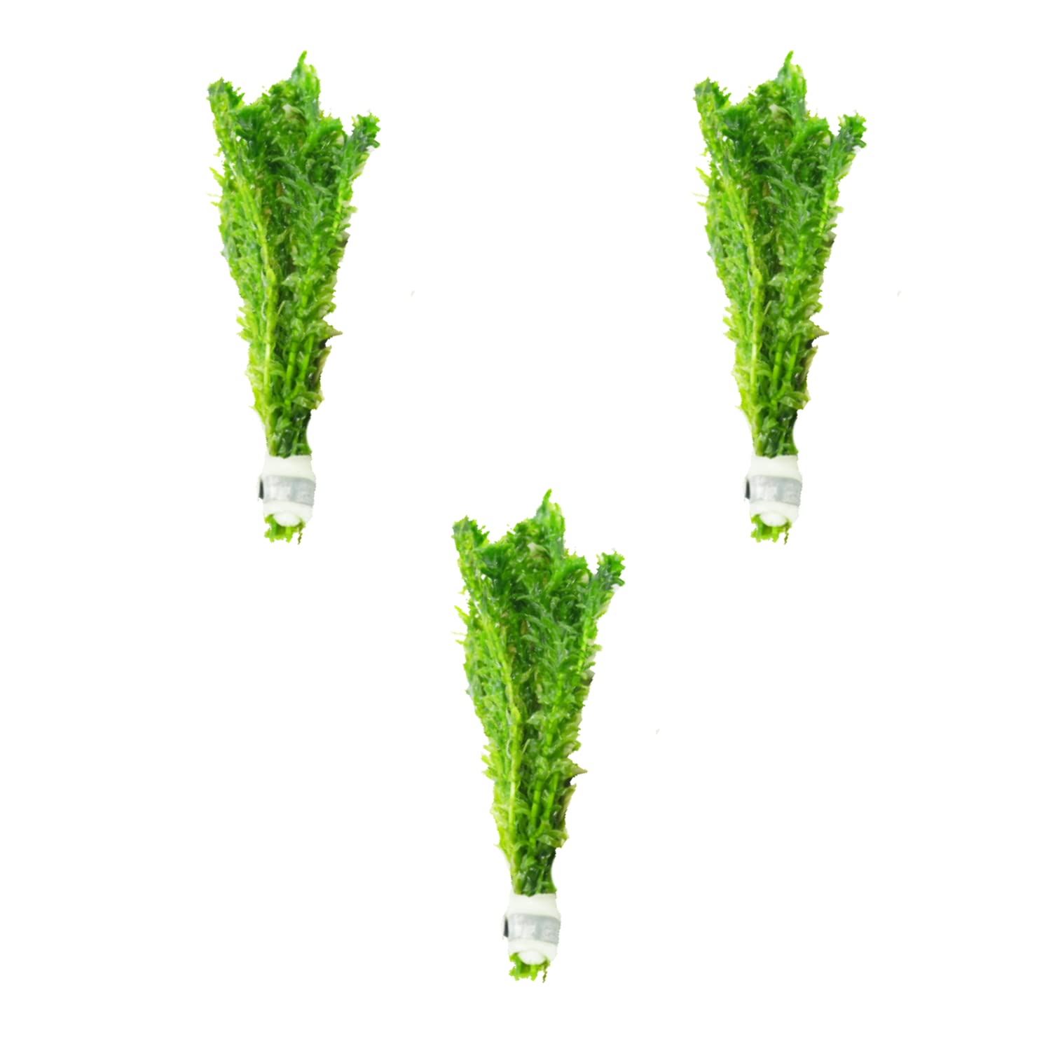 Mainam Anacharis Elodea Densa Tropical Freshwater Live Aquarium Plant Decorations (3 Pack)