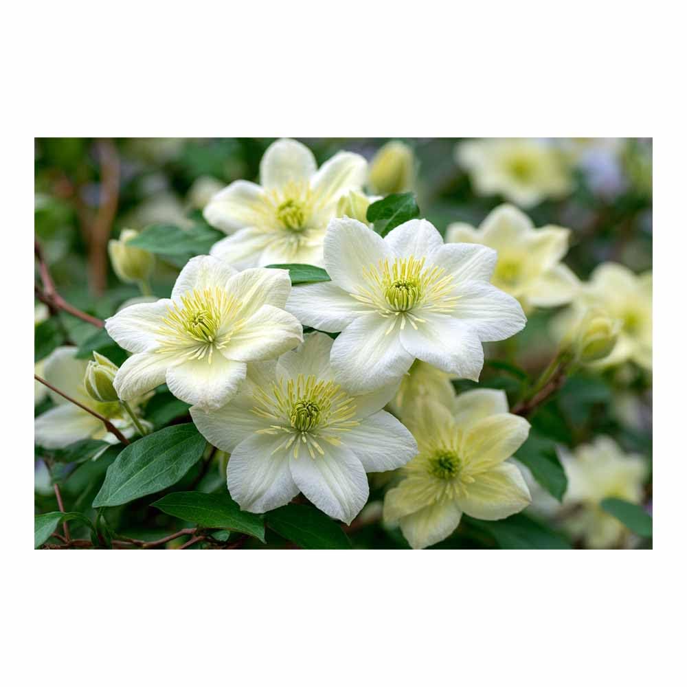 ZAMAEIU Forest Landscape Painting Clustered blossomss Canvas Artwork posters & prints Suitable for Living Room Bathroom Bedroom Home Wall Decoration(white)-60x90cm Unframed