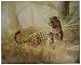 Art Prints Tropical Leopard Cat Family Animal Wall Picture, 16x20-Inch