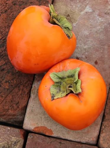 Persimmon Tree Plant Live, 2 American Persimmon Trees 24 Inches Tall, Well Rooted, High Yields, Ship Bareroot #TOP4