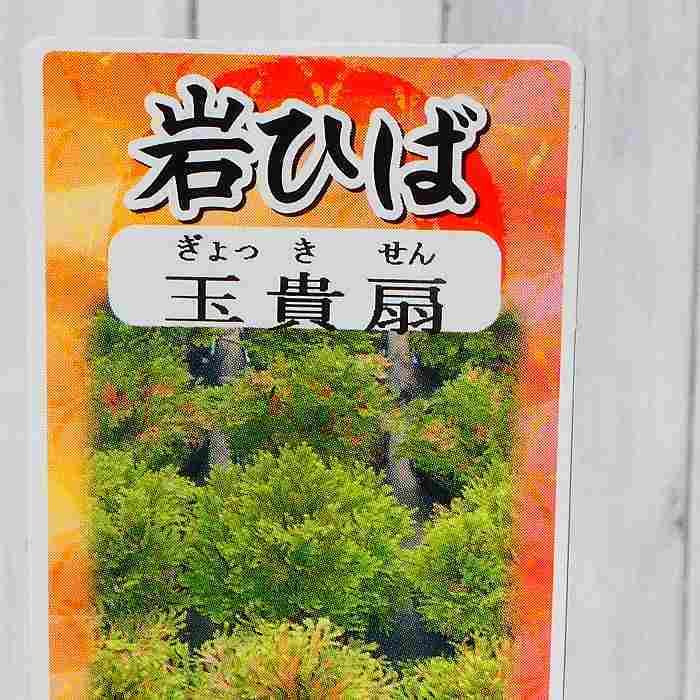 Amazon.co.jp: 岩ひば 苗 玉貴扇 2.5号 イワヒバ 岩ヒバ 山野草 盆栽