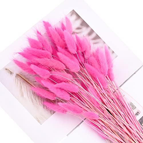 Herbe De Queue De Lapin Séchée, -Herbe De La Pampa Fleurs