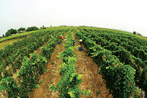 Amazon.co.jp: ダラットワイン レッド【Dalat Wine】【ベトナム産