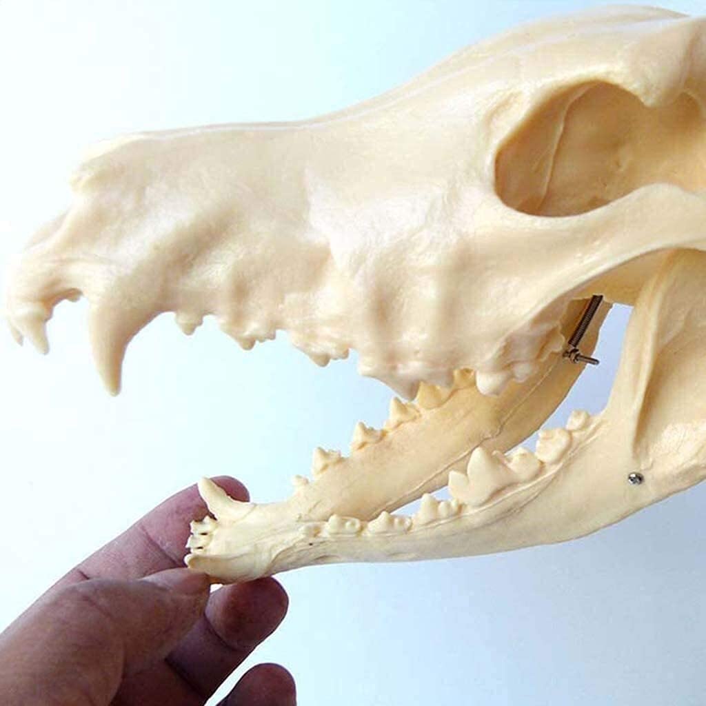 1: 1 Hunde-Skelett Anatomisch Modell Animal Specimen 64Cmx10cmx30cm Tier Anatomie Hundeskelett Menschliche Biologie Unterrichten Veterinär Demonstration Werkzeug