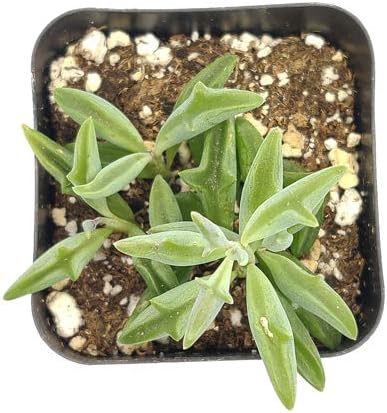 String of Dolphins Senecio Peregrinus Succulent (2 inch)