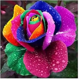 Large Sales vases of Flower Flowers, 12 Genres of 50 Seeds, Rainbow Pink Sowing Beautiful Pink Seeds Bonsai Plants Seeds for The House & Garden: only Seeds