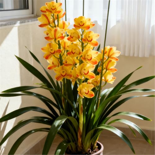 Orchidea Cymbidium profumata - Decorativa in vaso per interni ed
