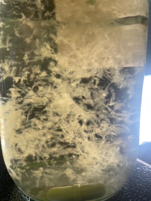 Miniatura 3 de Cordyceps micelio de hongos - (Cordyceps militaris) (0.3 fl oz de cultivo líquido)