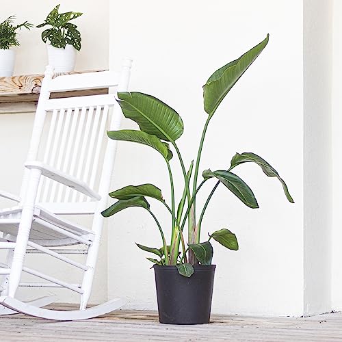 United Nursery White Bird of Paradise Live Indoor Strelitzia Nicolai Plant Shipped in 9.25 inch Grower Pot 30-38 inch Shipping Size (Large)