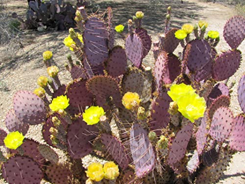 1 Purple Prickly Pear Cactus Pads, Succullent Plant For Growing Indoor, 5 Inc To 7 Inc Tall #TOP2