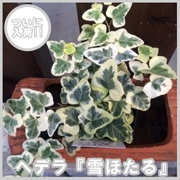 Amazon ヘデラ 雪ほたる 斑入りヘデラ ユキホタル カラーリーフ 観葉植物 ポット苗 寄せ植え 観葉植物 オンライン通販